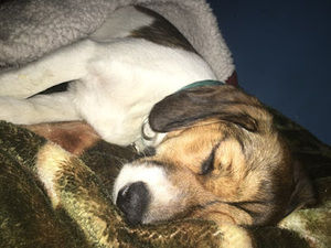 Meet your Posher, Autumn